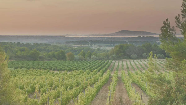 Avis Villa Noria : Le vin bio fermenté 0% du Languedoc | Sobrissim