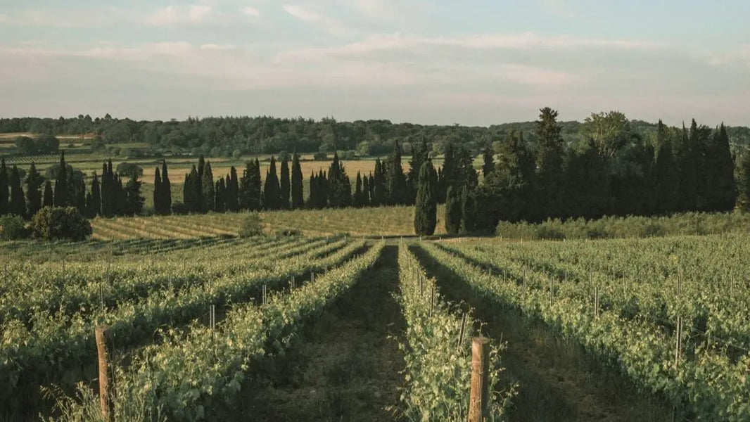 Domaine de Panéry : le vin blanc désalcoolisé du Languedoc | Sobrissim
