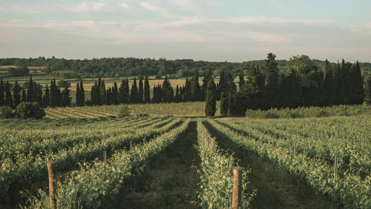 🍇 Domaine de Panéry : L'Élégance du Terroir d'Uzès en Version Zéro Alcool