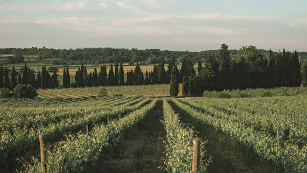 🍇 Domaine de Panéry : L'Élégance du Terroir d'Uzès en Version Zéro Alcool