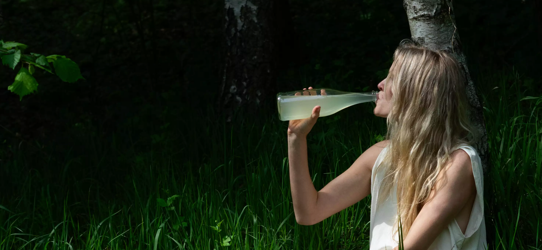 🌳 Euforia : La Sève de Bouleau Fermentée, Élixir Sans Alcool Tchèque