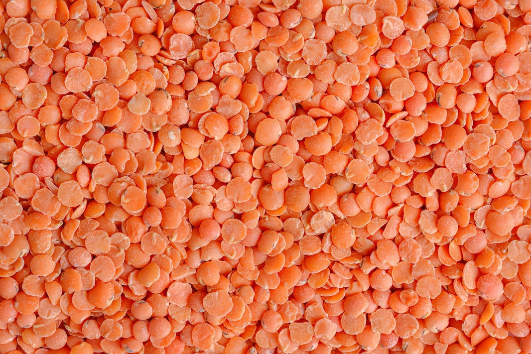 salade de lentilles corail