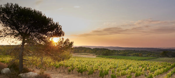 Villa Noria : on aime leur Fermentation sans alcool !